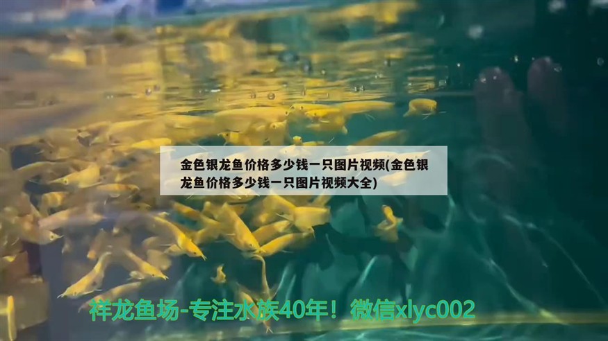 金色銀龍魚價(jià)格多少錢一只圖片視頻(金色銀龍魚價(jià)格多少錢一只圖片視頻大全)