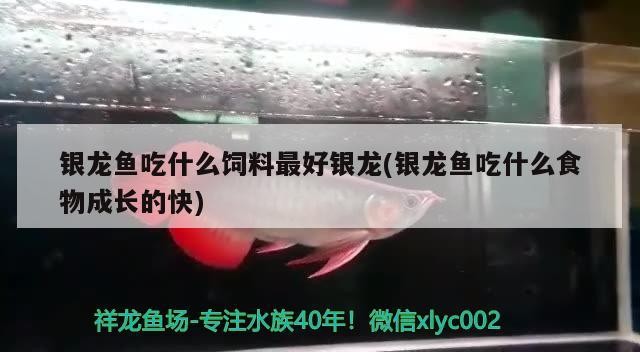銀龍魚吃什么飼料最好銀龍(銀龍魚吃什么食物成長的快)