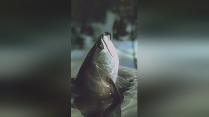 印尼紅龍魚怎么養殖的視頻（印尼紅龍魚怎么養殖的視頻教程）