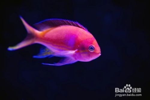 大魚缸怎么給魚換水啊：大魚缸換水的正確方法和注意事項(xiàng)