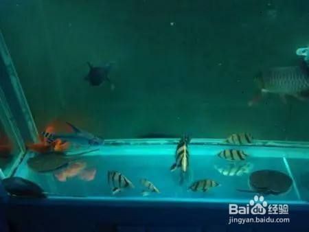 大魚缸怎么給魚換水啊：大魚缸換水的正確方法和注意事項(xiàng)