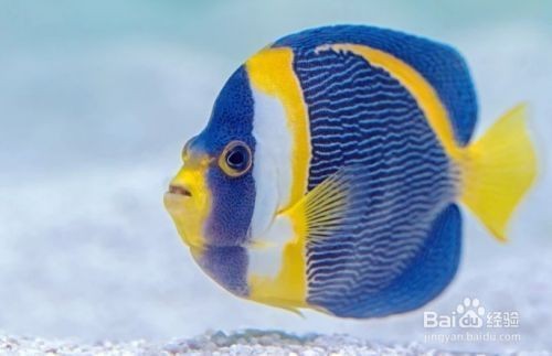 大魚缸怎么給魚換水啊：大魚缸換水的正確方法和注意事項(xiàng)