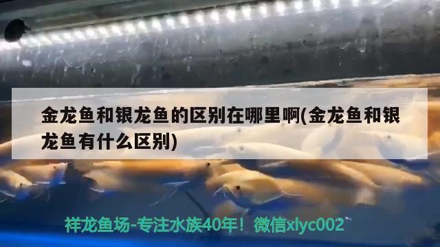 金龍魚和銀龍魚的區別在哪里啊(金龍魚和銀龍魚有什么區別)