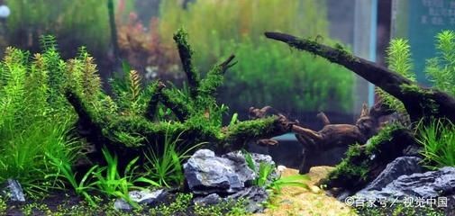 大魚缸水草哪種好養(yǎng)一點：大魚缸水草怎么養(yǎng)？ 大魚缸水草哪種好養(yǎng)一點：大魚缸水草怎么養(yǎng)？ 魚缸百科 第3張