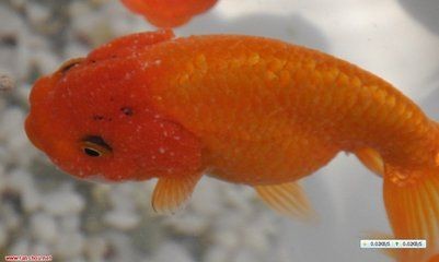 大魚缸金魚長白毛水怎么辦呀：如何處理大魚缸金魚長白毛的水