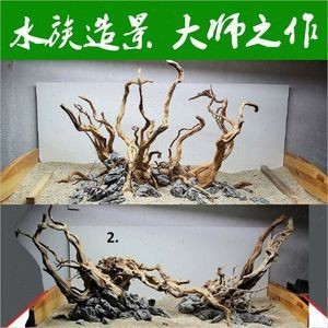 杜鵑藤魚缸造景：杜鵑根的養護秘籍