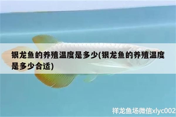 銀龍魚的養殖溫度是多少(銀龍魚的養殖溫度是多少合適)
