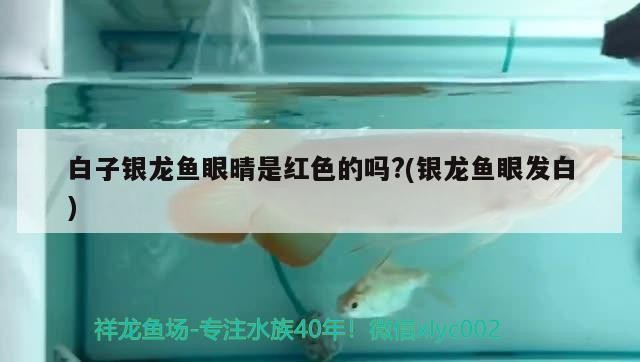 白子銀龍魚眼晴是紅色的嗎?(銀龍魚眼發白)