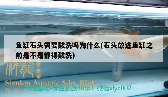 泰虎魚中之王者水中之貴族