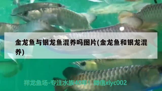 金龍魚與銀龍魚混養嗎圖片(金龍魚和銀龍混養)