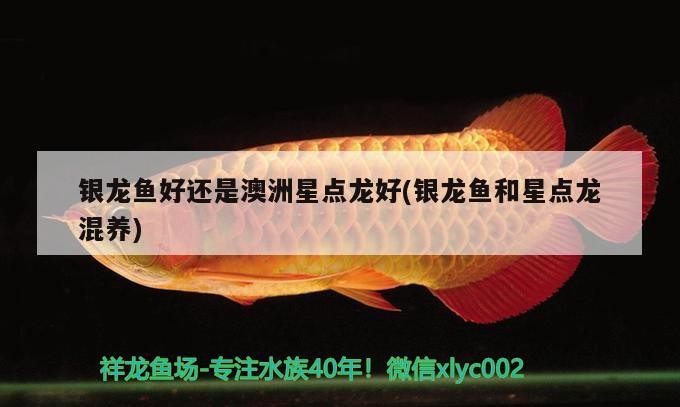 銀龍魚好還是澳洲星點龍好(銀龍魚和星點龍混養)