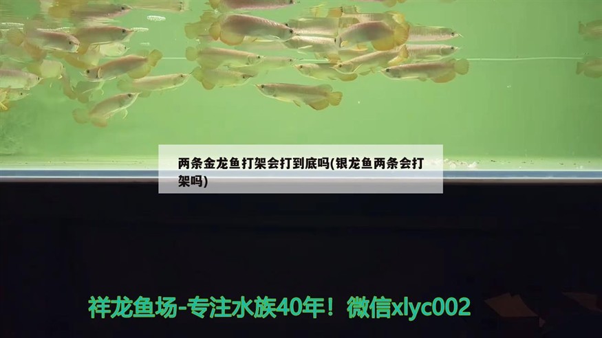 兩條金龍魚打架會打到底嗎(銀龍魚兩條會打架嗎) 兩條金龍魚打架會打到底嗎(銀龍魚兩條會打架嗎) 銀龍魚百科