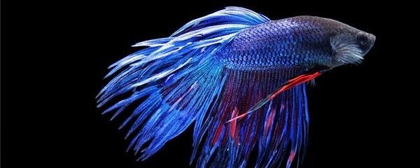 斗魚缸造景30缸好不好養：如何選擇適合的斗魚缸造景