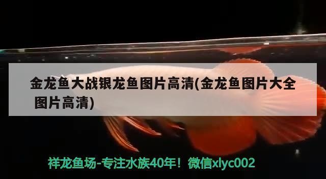 金龍魚大戰銀龍魚圖片高清(金龍魚圖片大全圖片高清)