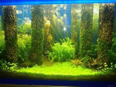 大魚缸怎樣清洗缸底部：如何清洗大魚缸缸底部