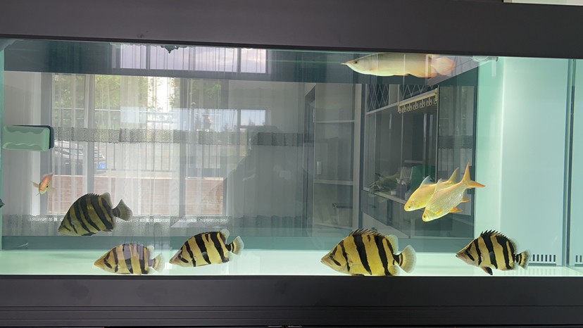 這五虎戰將一來龍魚靠邊了
