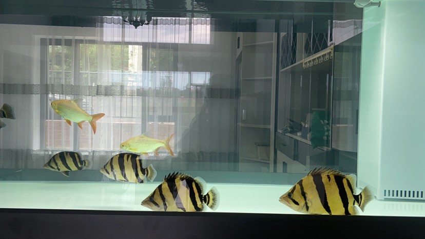 這五虎戰將一來龍魚靠邊了