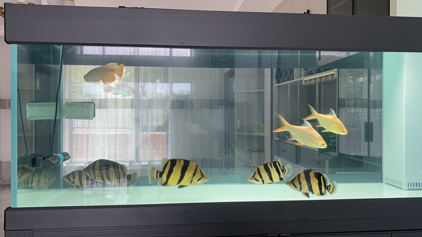 這五虎戰將一來龍魚靠邊了