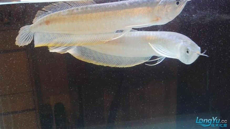 大家幫我看看幼銀龍魚30厘米身上有一片鱗紅了是什么問題