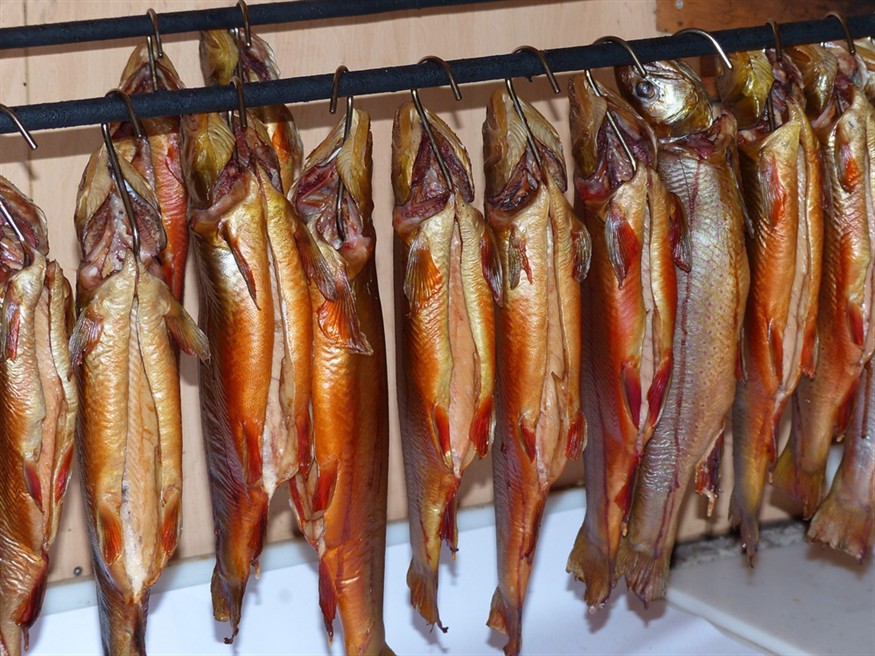 怎么讓訓(xùn)虎魚吃死食？求助