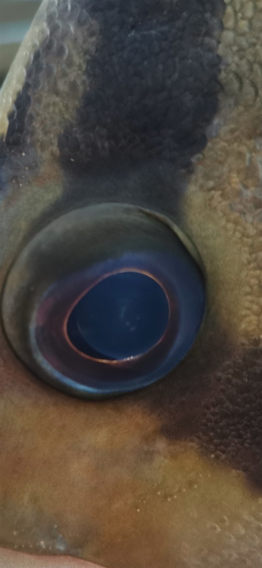 虎魚內蒙初期眼珠有極小的三個點