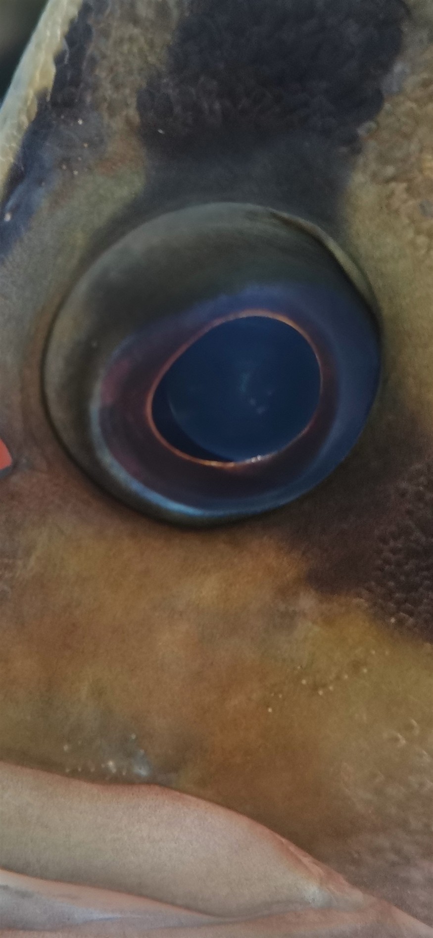 虎魚內蒙初期眼珠有極小的三個點