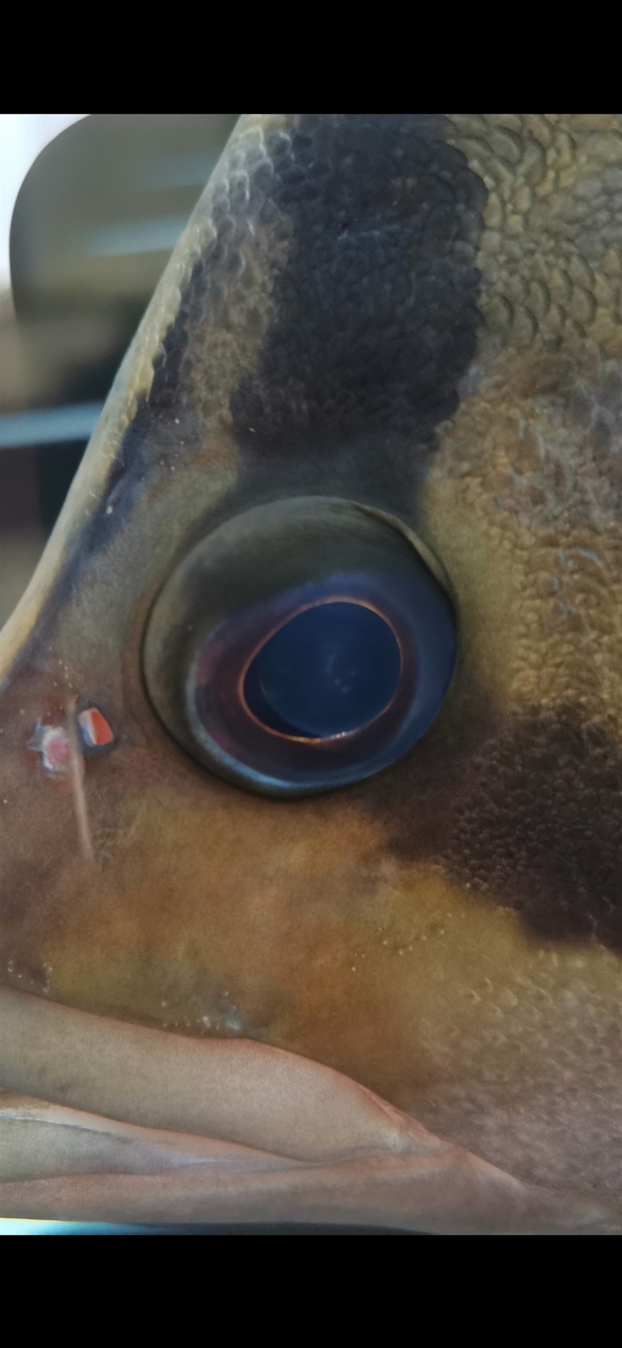 虎魚內蒙初期眼珠有極小的三個點