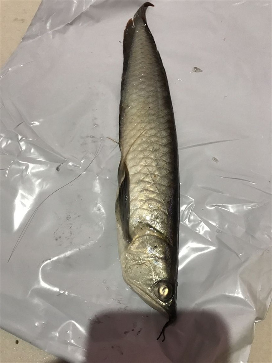銀龍魚突然掛掉了可能是什么原因？