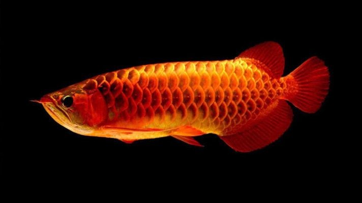 金龍魚和紅龍魚能不能混養(yǎng)在一起