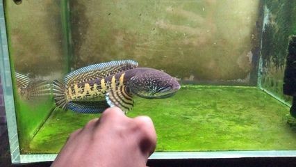 眼鏡蛇雷龍魚多大繁殖