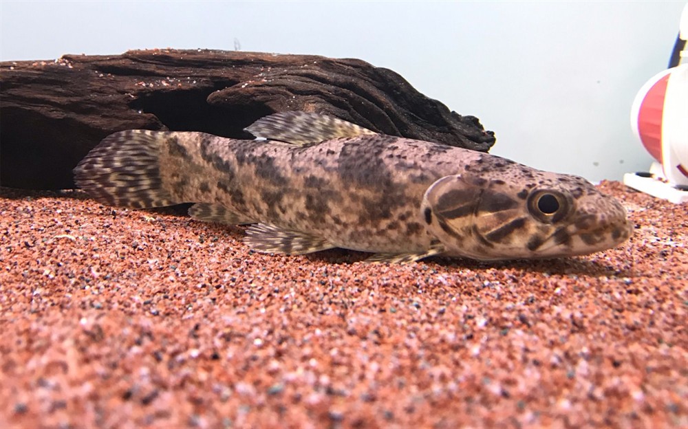 眼鏡蛇雷龍魚多大繁殖