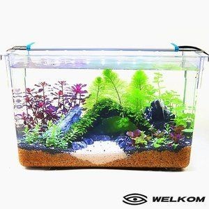 玻璃魚缸和塑料魚缸：玻璃魚缸與塑料魚缸的區(qū)別