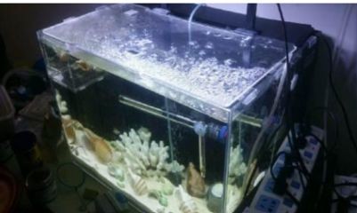 背濾魚(yú)缸造景會(huì)被堵住嗎：背濾魚(yú)缸造景注意事項(xiàng)