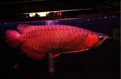 龍魚價格最貴的品種是什么