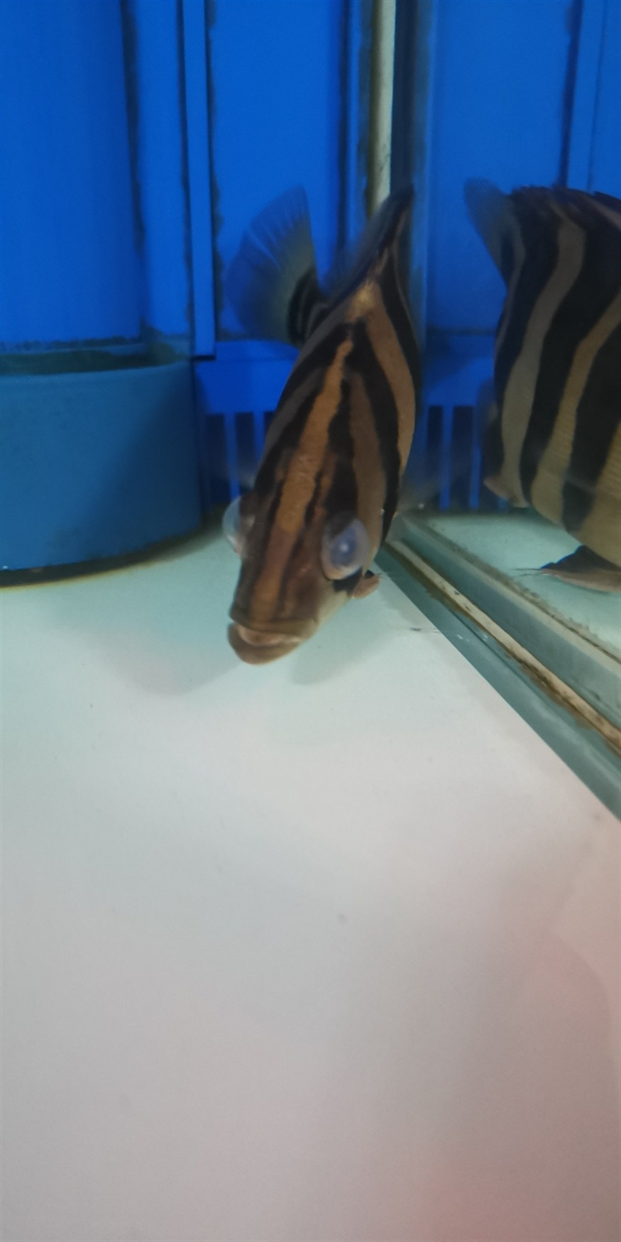 虎魚蒙眼還又腫了還有救嗎