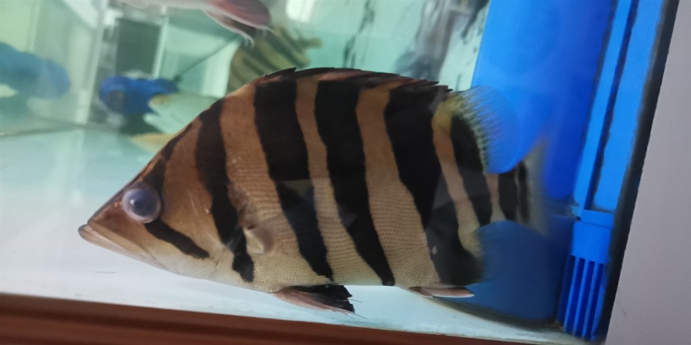 虎魚蒙眼還又腫了還有救嗎