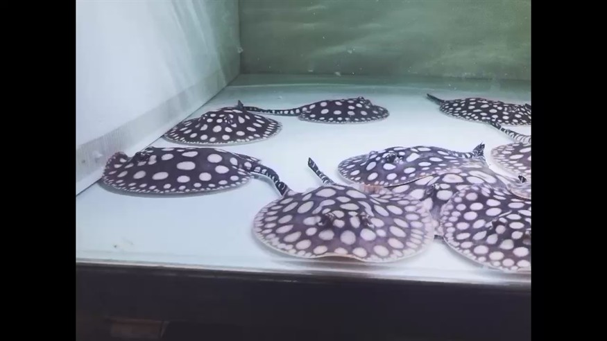 2個月魟魚