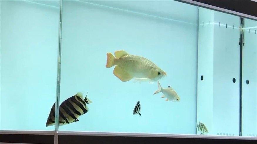 明黃黃的大虎魚