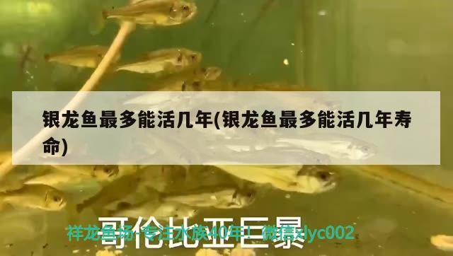 銀龍魚最多能活幾年(銀龍魚最多能活幾年壽命)