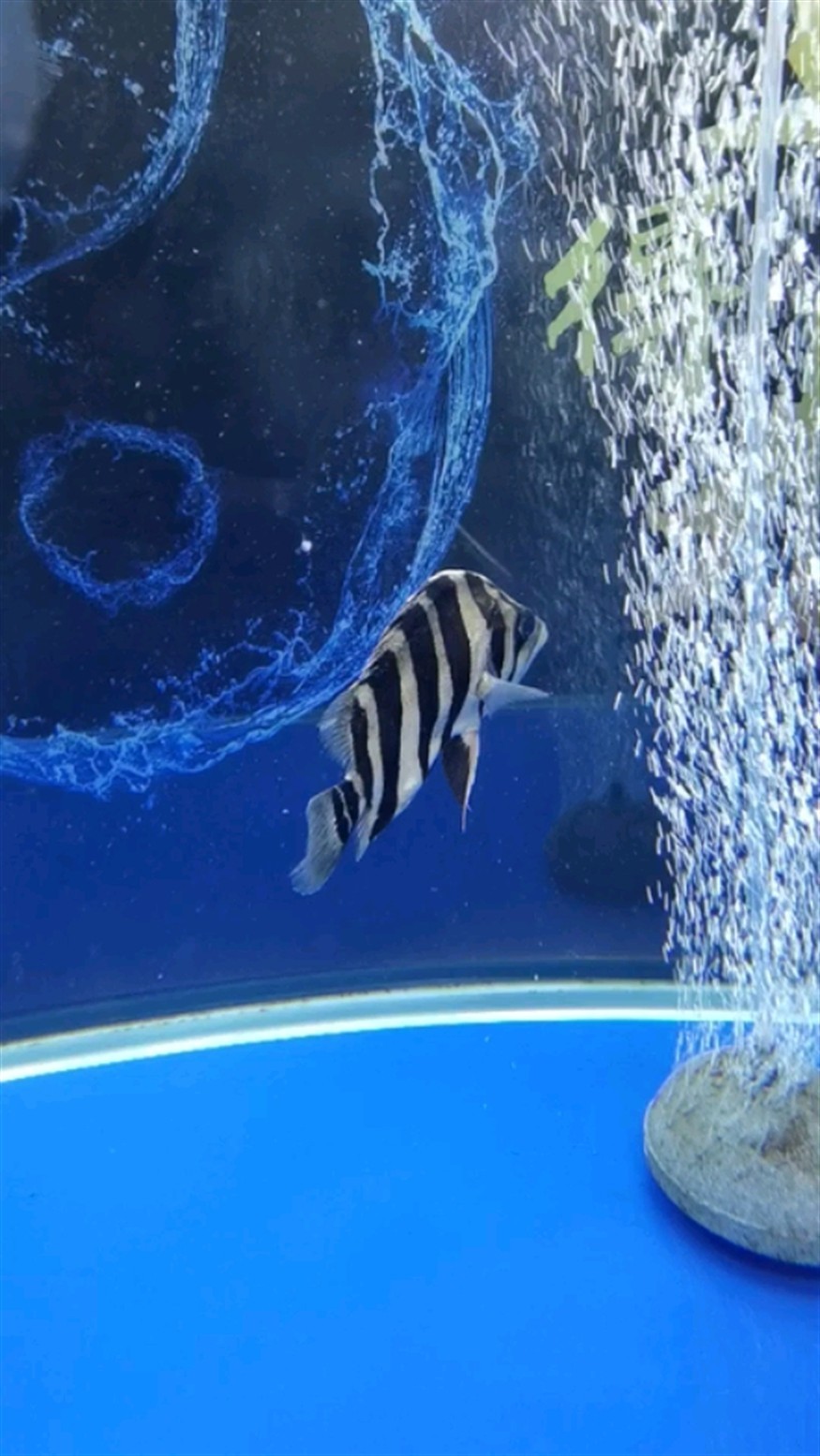 虎魚異常癥狀如何處理？常見病癥識別與急救措施全解析