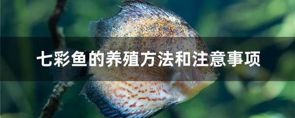 大魚缸加熱棒溫度調(diào)控全攻略，使用方法、安裝步驟及注意事項