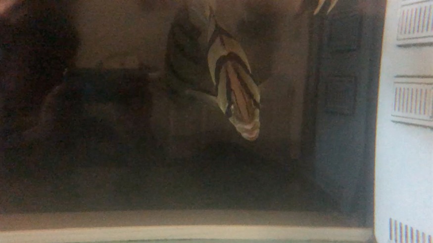 虎魚持續(xù)張嘴行為解析，探究呼吸頻率異常背后的水質(zhì)與應(yīng)激反應(yīng)