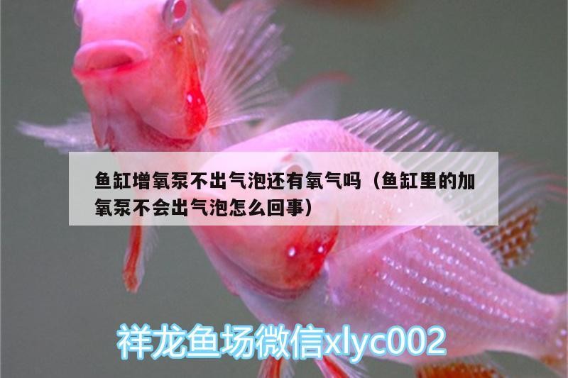魚缸增氧泵不出氣泡仍能供氧嗎？氣路堵塞/故障原因解析與應急