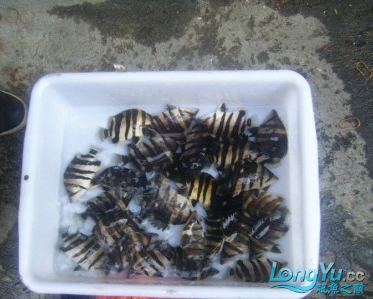 阿立虎魚日夜行全解析，申精力作·水族箱生態觀察 阿立虎魚日夜行全解析，申精力作·水族箱生態觀察 虎魚百科 第1張