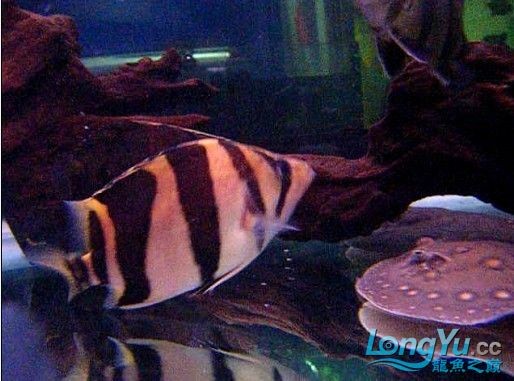 阿立虎魚日夜行全解析，申精力作·水族箱生態觀察 阿立虎魚日夜行全解析，申精力作·水族箱生態觀察 虎魚百科 第2張