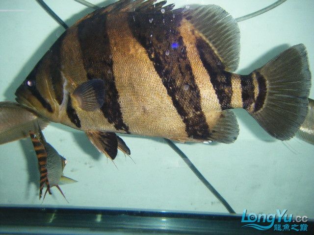 阿立虎魚日夜行全解析，申精力作·水族箱生態觀察 阿立虎魚日夜行全解析，申精力作·水族箱生態觀察 虎魚百科 第5張