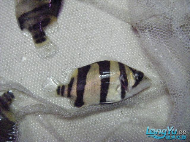 阿立虎魚日夜行全解析，申精力作·水族箱生態觀察 阿立虎魚日夜行全解析，申精力作·水族箱生態觀察 虎魚百科 第4張