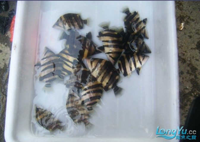阿立虎魚日夜行全解析，申精力作·水族箱生態觀察 阿立虎魚日夜行全解析，申精力作·水族箱生態觀察 虎魚百科 第3張