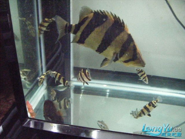 阿立虎魚日夜行全解析，申精力作·水族箱生態觀察 阿立虎魚日夜行全解析，申精力作·水族箱生態觀察 虎魚百科 第8張