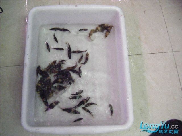 阿立虎魚日夜行全解析，申精力作·水族箱生態觀察 阿立虎魚日夜行全解析，申精力作·水族箱生態觀察 虎魚百科 第7張